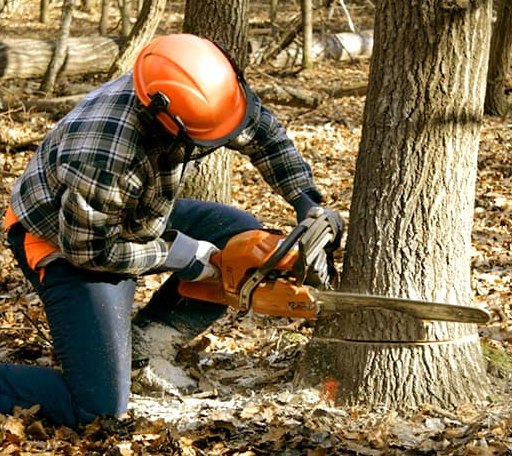 Tree Removal in Ruffin, NC